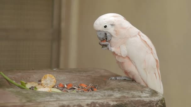 Zalm-crested cockatoo Cacatua moluccensis eet papaja. Schattige vogel gebruik haar poot te houden van lekker stuk van voedsel. Maleisië. — Stockvideo