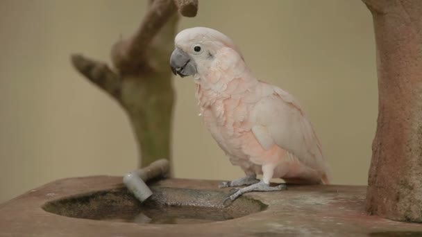 연어-볏이 있는 앵무새 Cacatua moluccensis 물 음료. 말레이시아. — 비디오