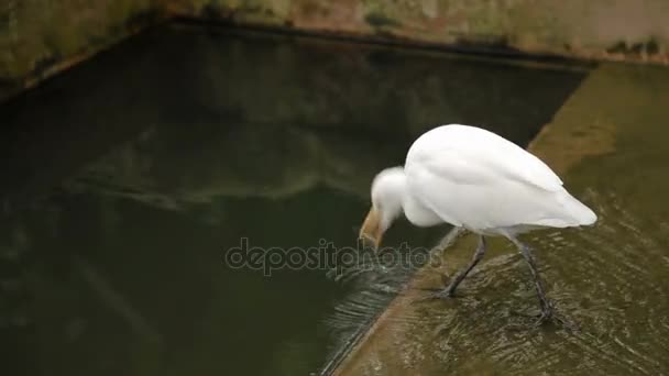 La garza del ganado Bubulcus ibis, una especie cosmopolita de garza. Pájaro blanco bebiendo agua. Malasia . — Vídeos de Stock