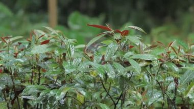 Parlak yeşil bitkiler yağmur altında. Yağmur mevsimi tropikal ormanda. Singapur.