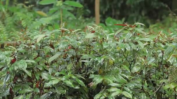 雨の下で明るい緑の植物。梅雨の季節の熱帯林。シンガポール. — ストック動画