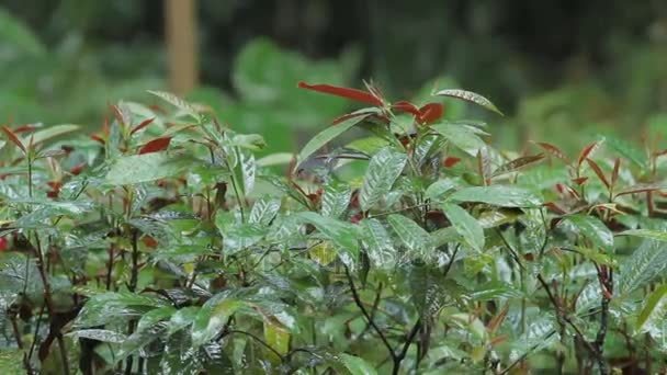 Világos zöld növények alatt az eső. Trópusi erdő, az esős évszak. Szingapúr. — Stock videók