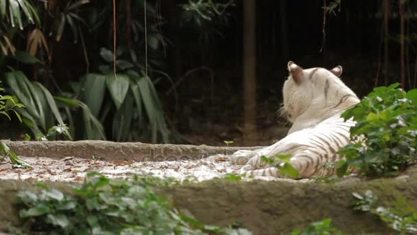 Relaxační bílý tygr bengálský, park v Singapuru. — Stock video