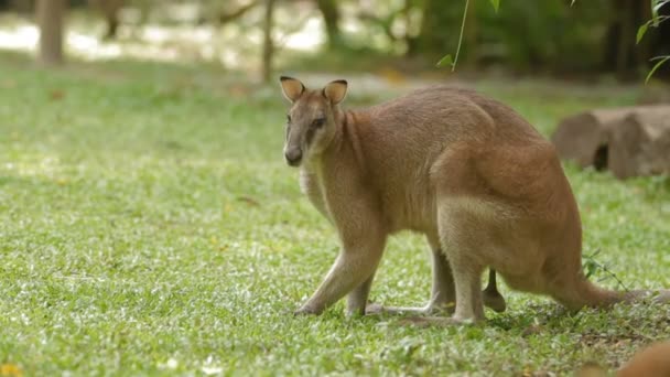 Erkek kanguru çimen, Singapur yiyor — Stok video