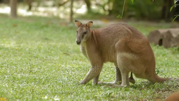 Le kangourou mâle mange de l'herbe, Singapour 