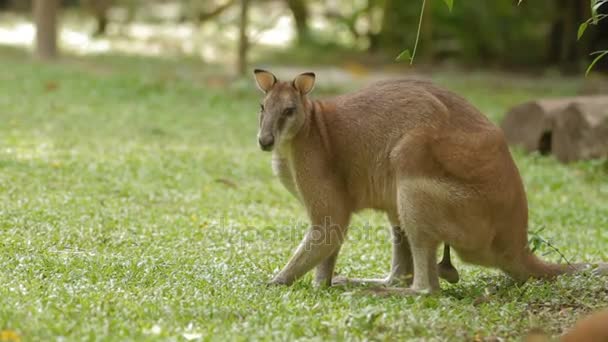 Male kangaroo eats grass, Singapore — Stock Video