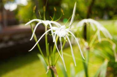 Doğal arka plan ile Hymenocallis (nergis zambağı aile). Bali, Endonezya.