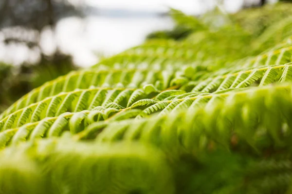 Fondo natural con helecho verde. Macro foto . — Foto de Stock