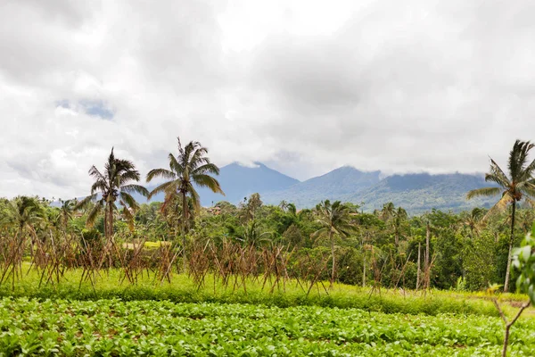 Vista de los campos agrícolas cerca del volcán Batur, Kintamani. Temporada lluviosa y nublada de invierno. Bali, Indonesia . — Foto de Stock