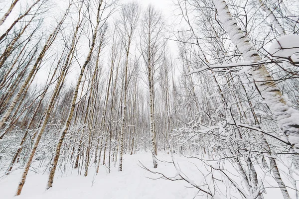 Téli erdő. Havas fa rögzített halszem objektívvel. Út a fák között. — Stock Fotó