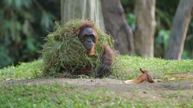 Yetişkin orangutan bir avuç çimen ve ağaç dalları altında Rongo oturur. Yağmur sonrası Islak çimen ile oynarken büyük maymun.