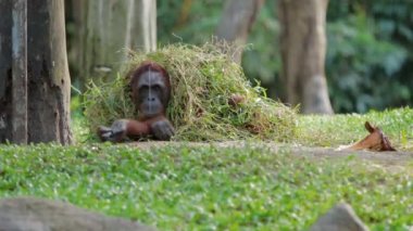 Yetişkin orangutan bir avuç çimen ve ağaç dalları altında Rongo oturur. Yağmur sonrası Islak çimen ile oynarken büyük maymun.