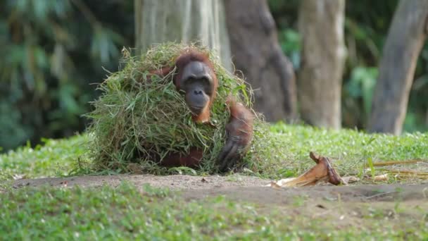 Orang utan adulte Rongo est assis sous un tas de branches d'herbe et d'arbres. Grand singe jouant avec l'herbe humide après la pluie . — Video