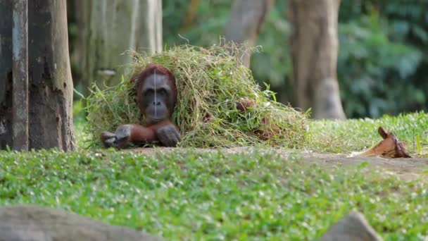 Rongo orangotango adulto senta-se sob um monte de grama e galhos de árvores. Grande macaco brincando com grama molhada após a chuva . — Vídeo de Stock