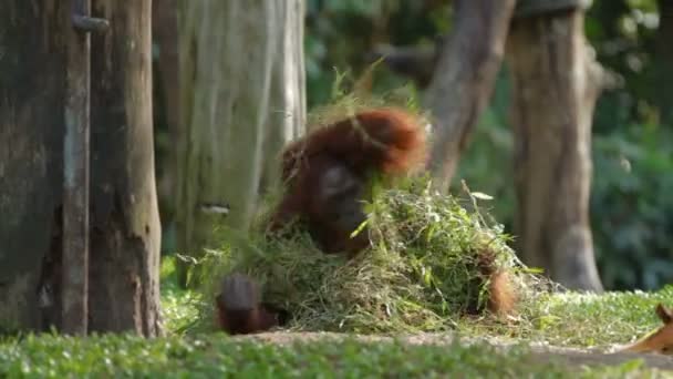 Adult orangutan Rongo sits under a bunch of grass and tree branches. Big monkey playing with wet grass after rain. — Stock Video