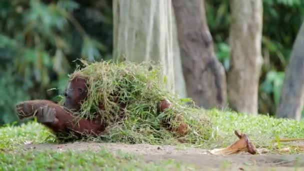 Adult orangutan Rongo sits under a bunch of grass and tree branches. Big monkey playing with wet grass after rain. — Stock Video