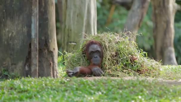 Adult orangutan Rongo sits under a bunch of grass and tree branches. Big monkey playing with wet grass after rain. — Stock Video