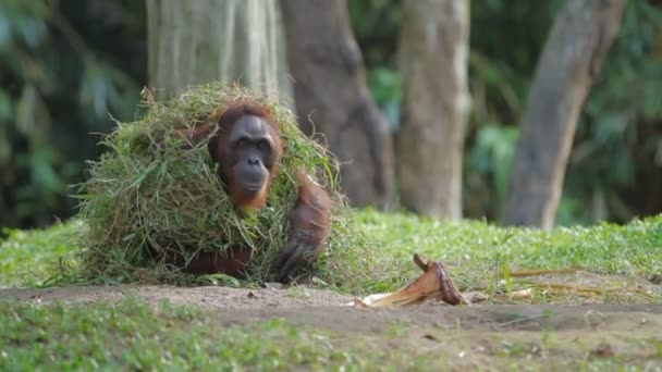 Orang utan adulte Rongo est assis sous un tas de branches d'herbe et d'arbres. Grand singe jouant avec l'herbe humide après la pluie . — Video