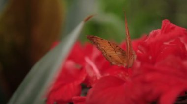 Kelebek polen çiçek, Kuala Lumpur, Malezya toplar..