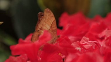 Kelebek polen çiçek, Kuala Lumpur, Malezya toplar..