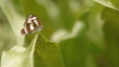 Kelebek bir dinlenme çimenlerin üzerinde sahip. Kuala Lumpur, Malezya. Doğal arka plan.