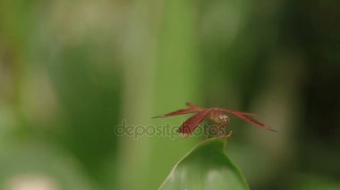 Olarak da bilinen ortak şemsiye ve Grasshawk yusufçuk, tropikal yağmur ormanlarında yaprak makro böcek hayat Neurothemis fluctuans kırmızı Grasshawk. Kuala Lumpur Malezya. Doğal arka plan.