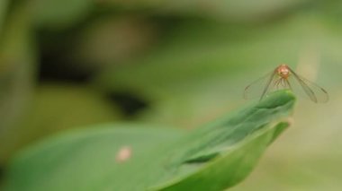 Yusufçuk yaprak makro böcek hayat tropikal yağmur ormanlarında. Kuala Lumpur Malezya. Doğal arka plan.