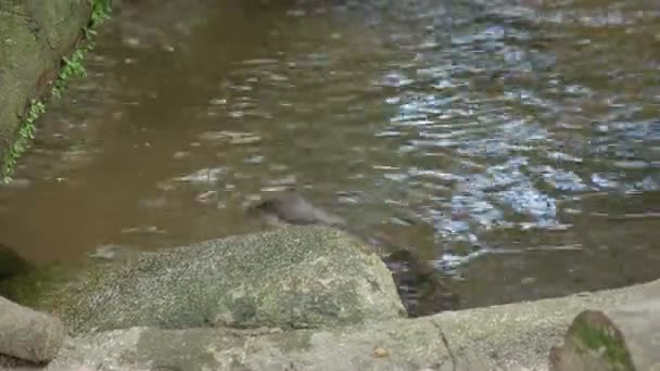 La loutre eurasienne Lutra lutra dans l'étang. Singapour . — Video