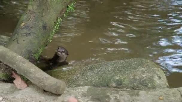 수달속 수달속 연못에서 유라시아 수 달입니다. 싱가포르. — 비디오