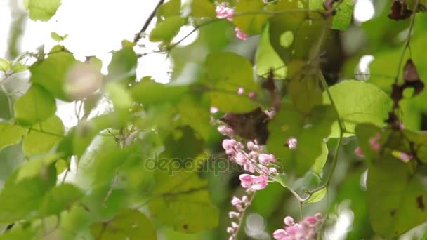 Pillangó pollen összegyűjti a virág, Kuala Lumpur, Malajzia. — Stock videók