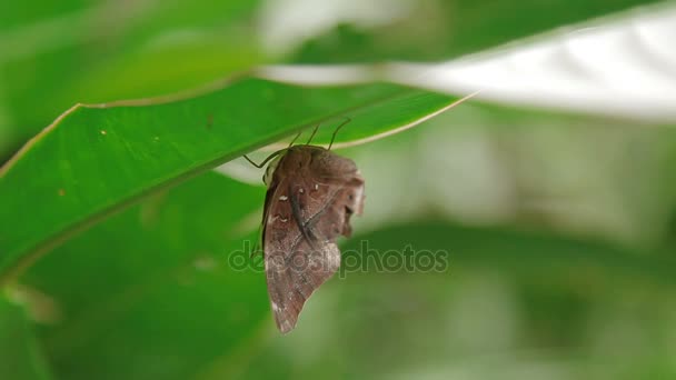 Motýl na listu makro hmyzu život v tropickém deštném pralese. Malajsie. Přírodní pozadí. — Stock video