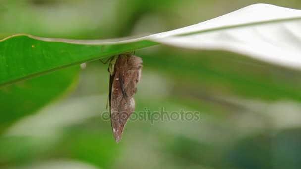 Vlinder op blad macro insect leven in het tropische regenwoud. Maleisië. Natuurlijke achtergrond. — Stockvideo