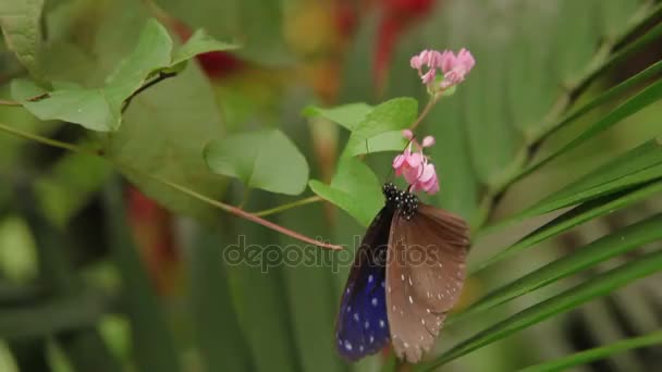 Κοράκι μπλε ριγέ πεταλούδα Euploea mulciber γύρη συλλέγει για λουλούδι, Κουάλα Λουμπούρ, Μαλαισία. — Αρχείο Βίντεο