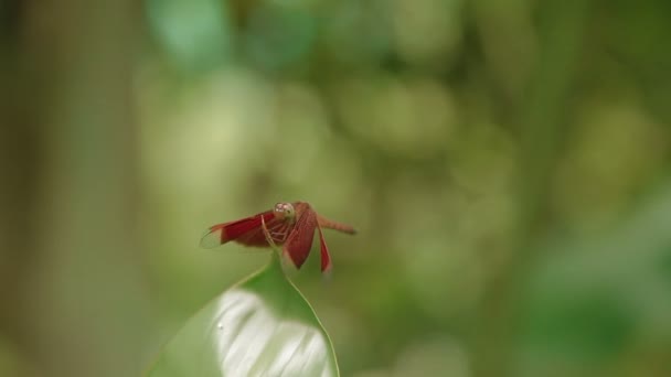 Olarak da bilinen ortak şemsiye ve Grasshawk yusufçuk, tropikal yağmur ormanlarında yaprak makro böcek hayat Neurothemis fluctuans kırmızı Grasshawk. Kuala Lumpur Malezya. Doğal arka plan. — Stok video