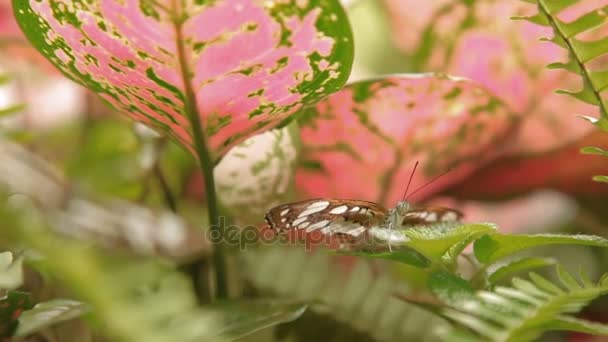 Butterfly on leaf macro insect life in the tropical rain forest. La Malaisie. Contexte naturel .