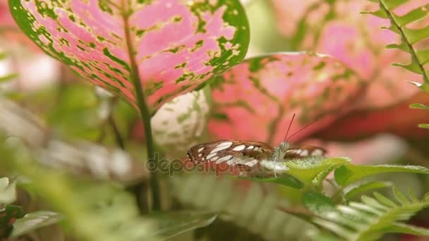 Mariposa en la vida macro insecto de la hoja en la selva tropical. Malasia. Fondo natural . — Vídeo de stock