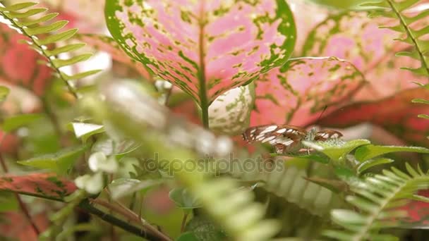 Бабочка на листьях макро насекомых жизни в тропическом дождевом лесу. Малайзия. Естественный фон . — стоковое видео