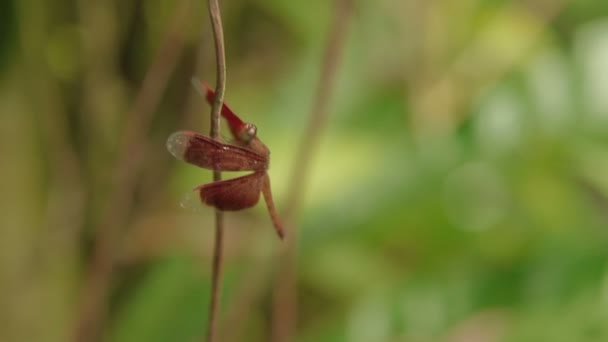 Ważka na liść makro owadów życia w tropikalnych lasów deszczowych. Kuala Lumpur, Malezja. Naturalne podłoże. — Wideo stockowe
