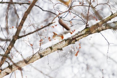 Kızıl sincap kış orman bir ağaçta oturuyor. 
