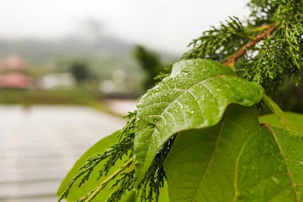 绿色的叶子，与 raindropes 的自然背景。冬季多雨、 多云及方法。印度尼西亚巴厘岛. — 图库照片