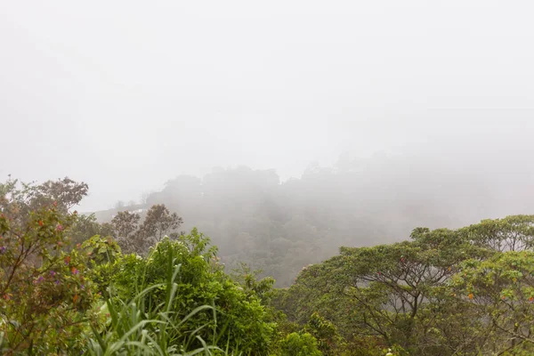 Густий туман в джунглі вічнозелені лісового після дощу. Природні Туманний фону. Балі, Індонезія. — стокове фото