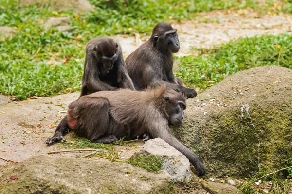 Sulawesi Crested Macaque (s. Apinat etsivät hyönteisiä toistensa turkista. Etelä-Korea . — kuvapankkivalokuva