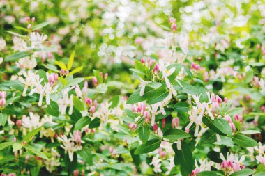 Çiçek açan Honeysuckles (Lonicera Caprifolium). Güneşli bir gün çiçeklerle doğal kaynak arka plan. 