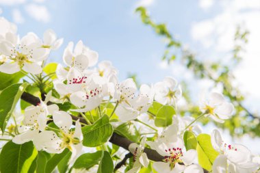 Doğal kaynak arka plan ile çiçeklenme elma ağacı. Güneşli gün güzel çiçekler.