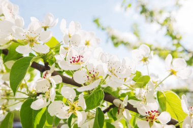 Doğal kaynak arka plan ile çiçeklenme elma ağacı. Güneşli gün güzel çiçekler.