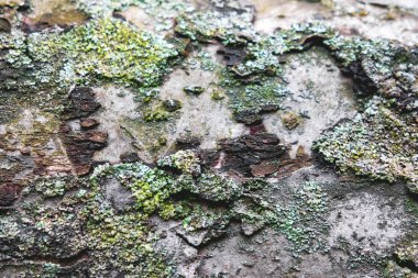 Ağaç kabuğu moss ile doku. Doğal arka plan.