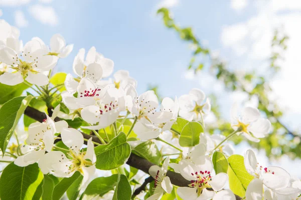 Doğal kaynak arka plan ile çiçeklenme elma ağacı. Güneşli gün güzel çiçekler.