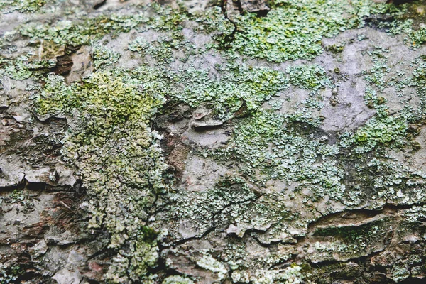 Textura de corteza de árbol con musgo. Fondo natural . — Foto de Stock