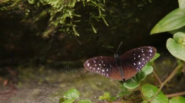 Euploea mulciber, çizgili mavi karga bir dinlenme çimenlerin üzerinde sahip. Kuala Lumpur, Malezya. Doğal arka plan.