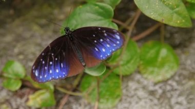Euploea mulciber, çizgili mavi karga bir dinlenme çimenlerin üzerinde sahip. Kuala Lumpur, Malezya. Doğal arka plan.